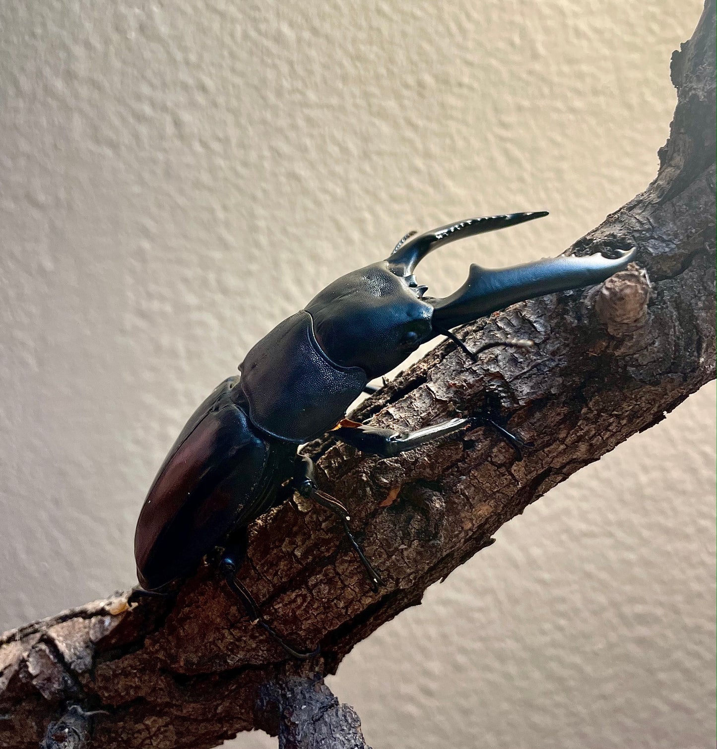 ADULT: Dorcus Titanus Palawanicus (DTP)