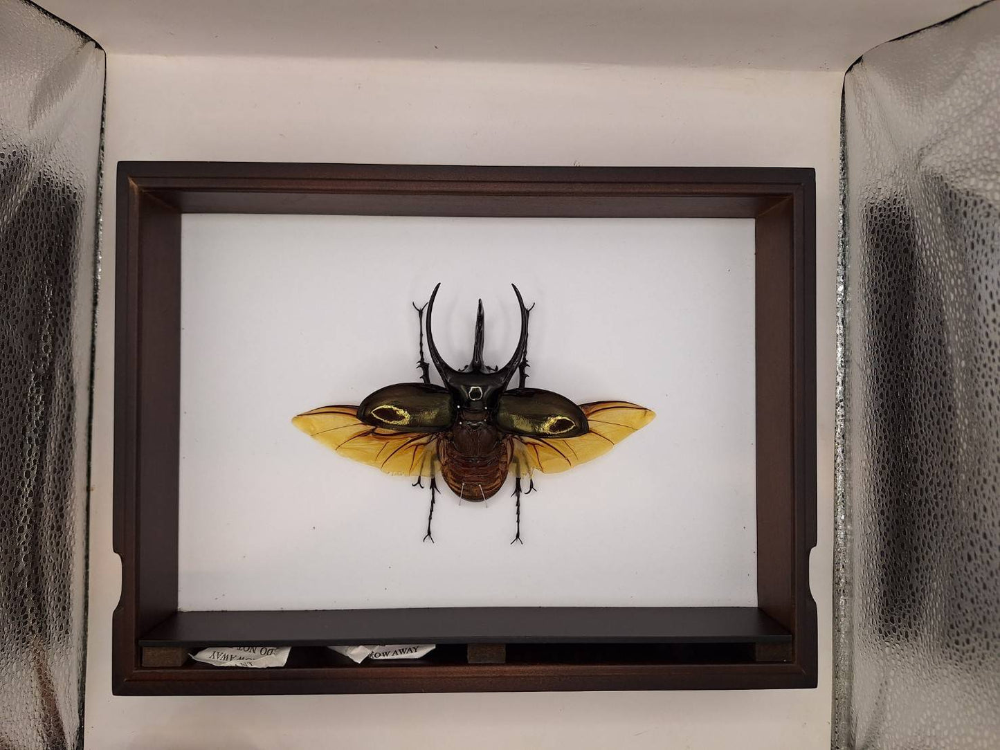Specimen