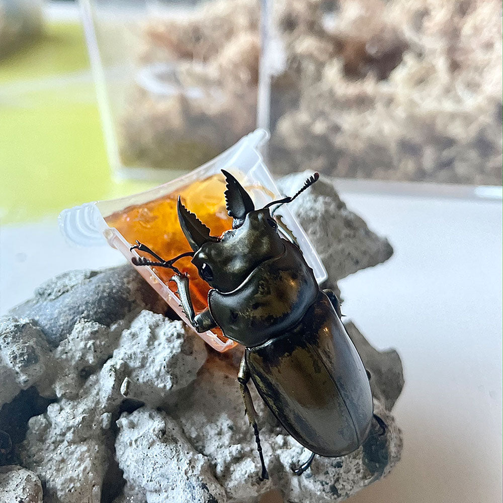 Allotopus Moellenkampi Moseri (Golden Stag Beetle)