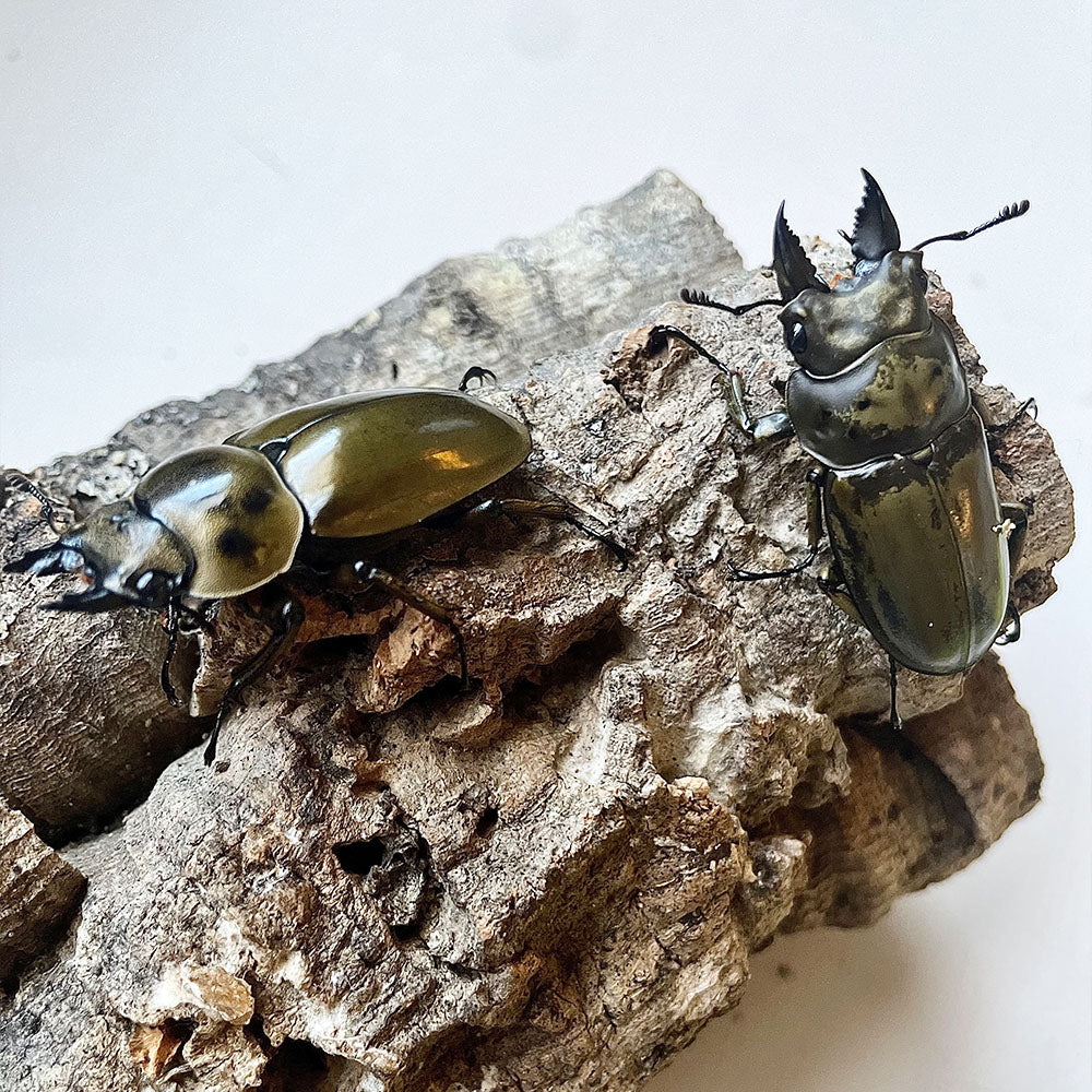 Allotopus Moellenkampi Moseri (Golden Stag Beetle)