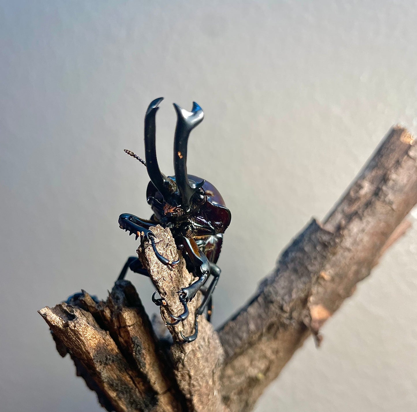 ADULT: Purple Rainbow stag beetle (Phalacrognathus muelleri)