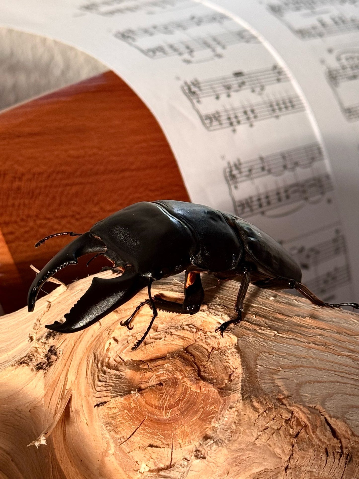 NEW ARRIVAL 🔥 ADULT: (DTY) Dorcus Titanus Yasuokai