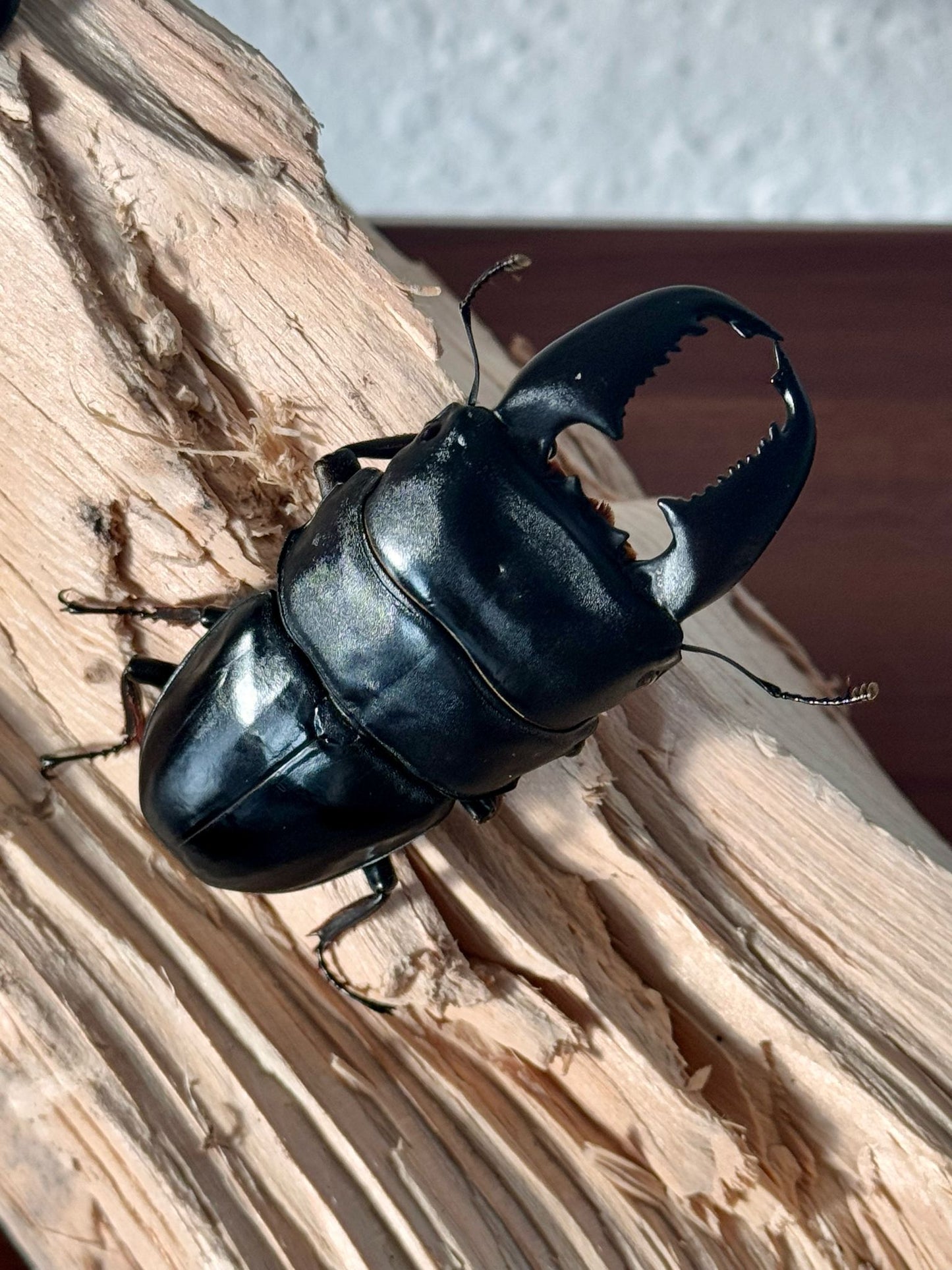 NEW ARRIVAL 🔥 ADULT: (DTY) Dorcus Titanus Yasuokai