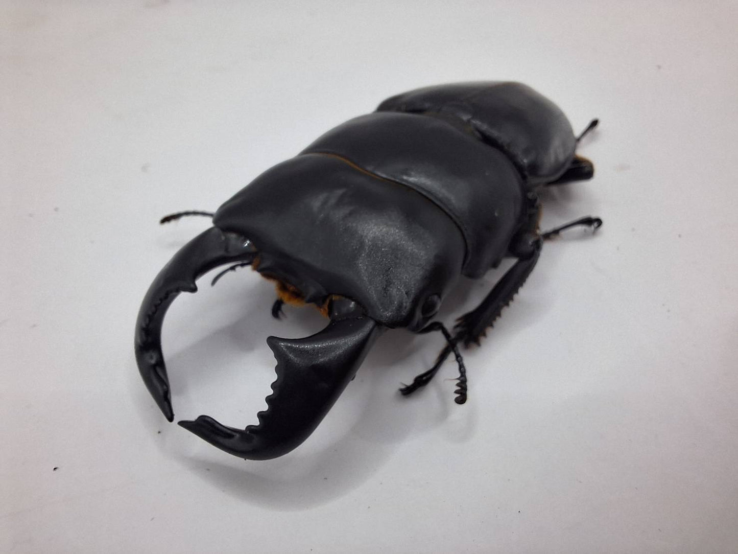 ADULT: Dorcus Bucephalus
