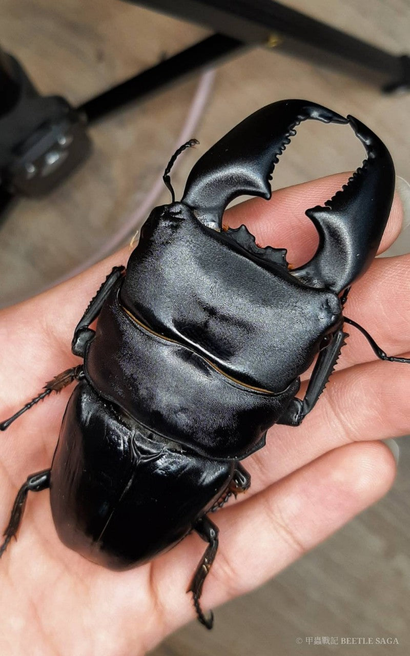 NEW ARRIVAL 🔥 ADULT: (DTY) Dorcus Titanus Yasuokai
