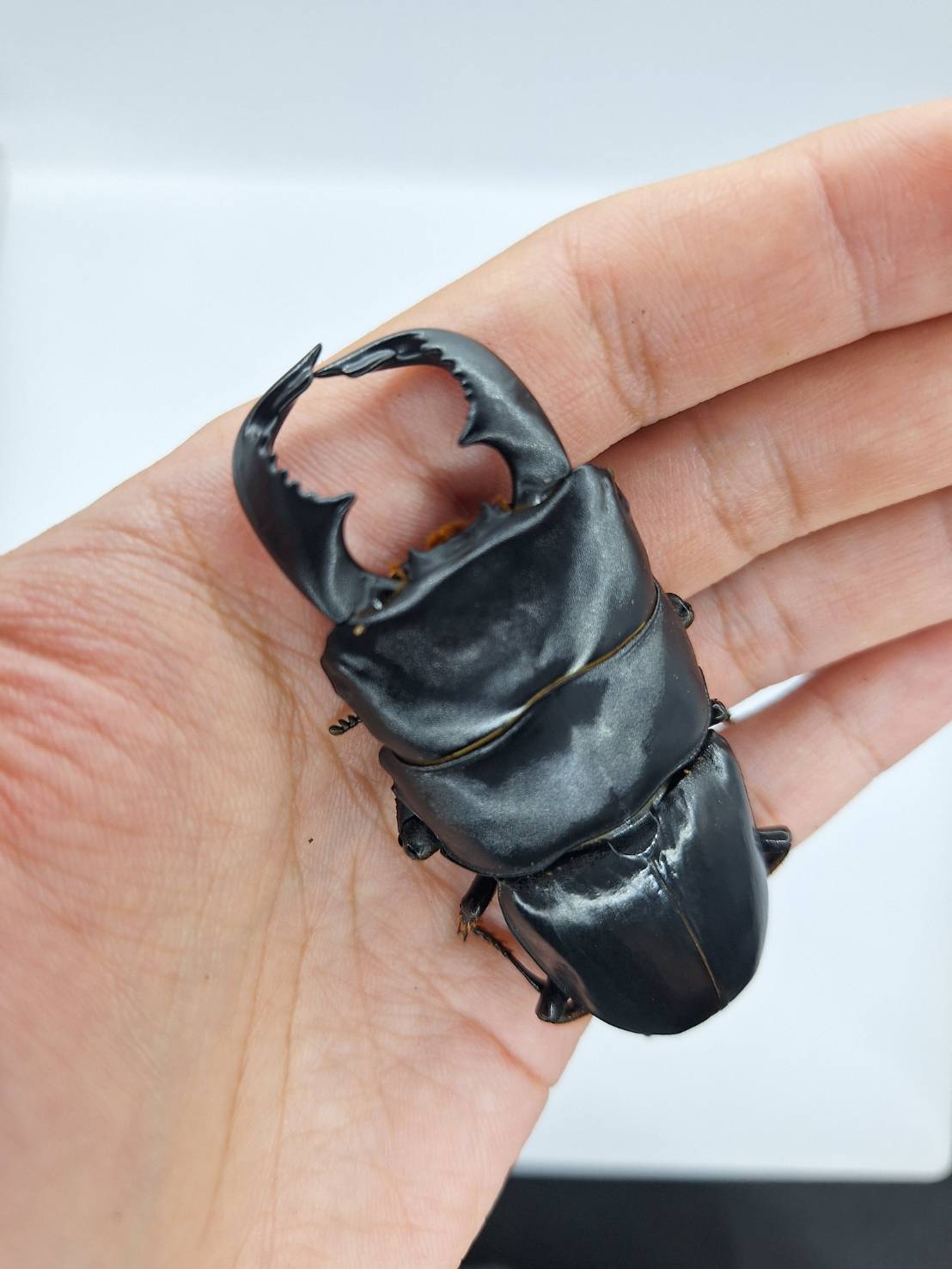 ADULT: Dorcus Bucephalus