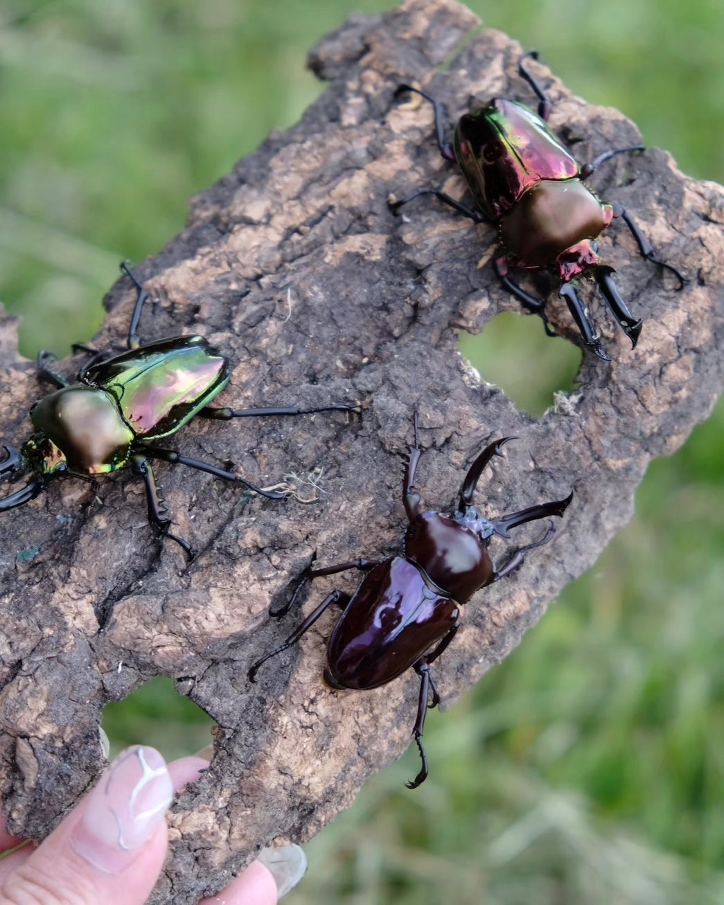ADULT: Green Rainbow stag beetle (Phalacrognathus muelleri)