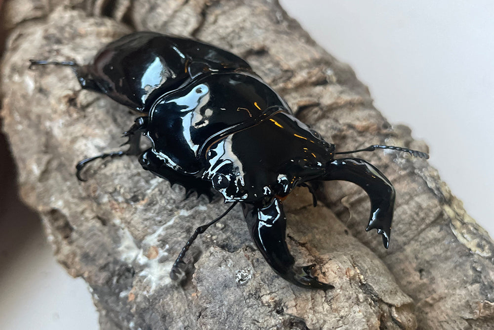 Rainbow Stag Beetle (Phalacrognathus muelleri): Your first beetle ...