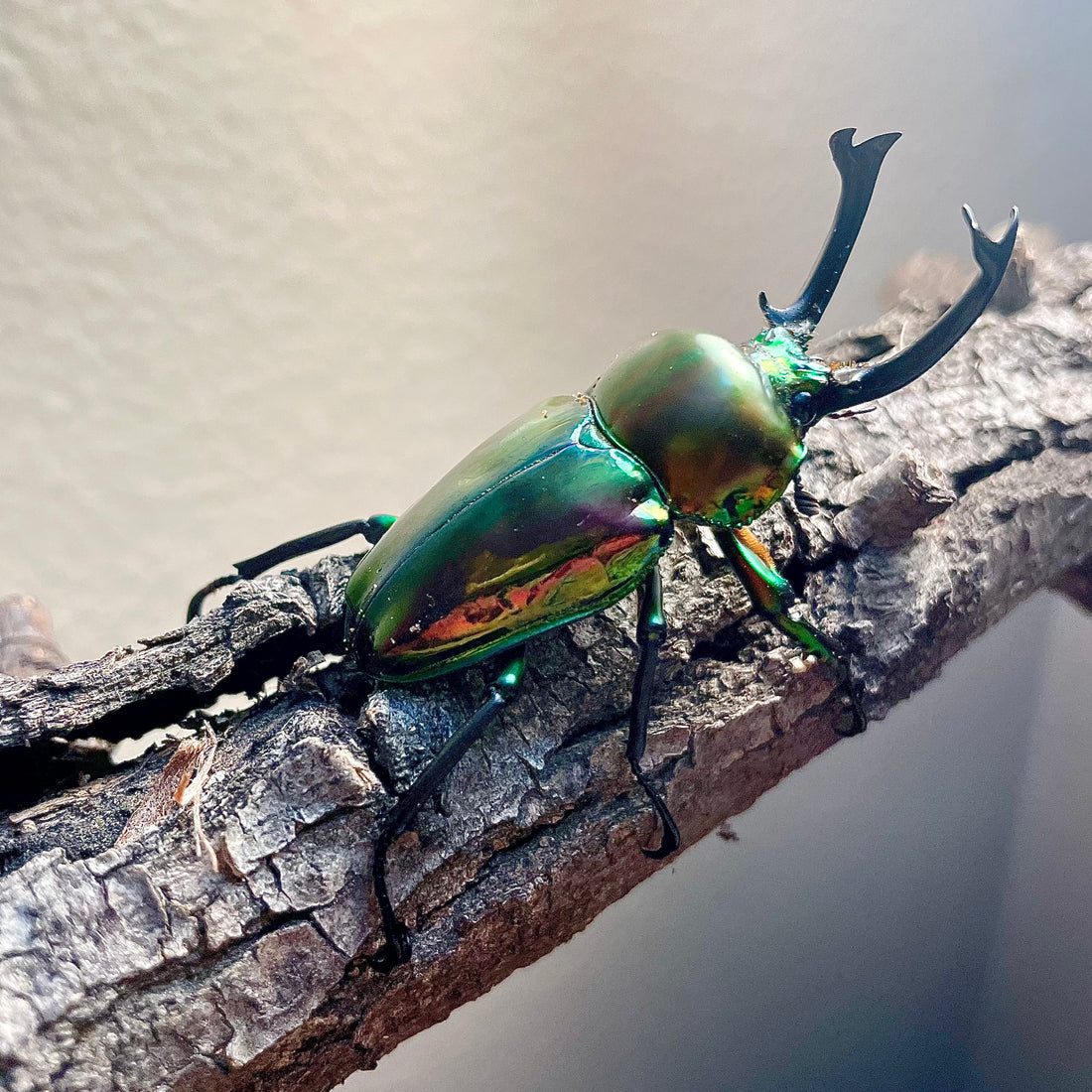 Understanding the Life Cycle of Beetles