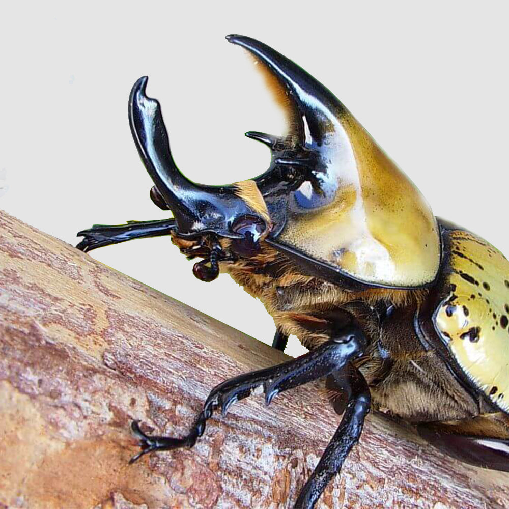 LARVAE: Eastern Hercules beetle (Dynastes Tityus)