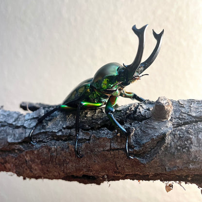 LARVAE: Green Rainbow stag beetle (Phalacrognathus muelleri)