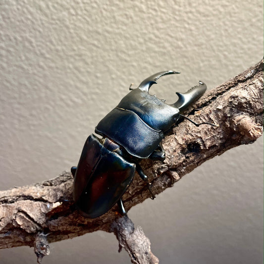 ADULT: Dorcus Titanus Palawanicus (DTP)