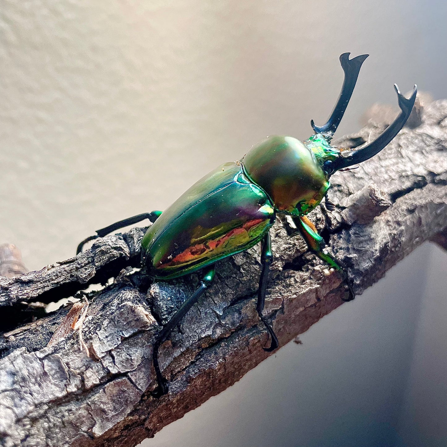 LARVAE: Green Rainbow stag beetle (Phalacrognathus muelleri)