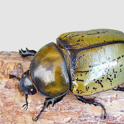 LARVAE: Eastern Hercules beetle (Dynastes Tityus)