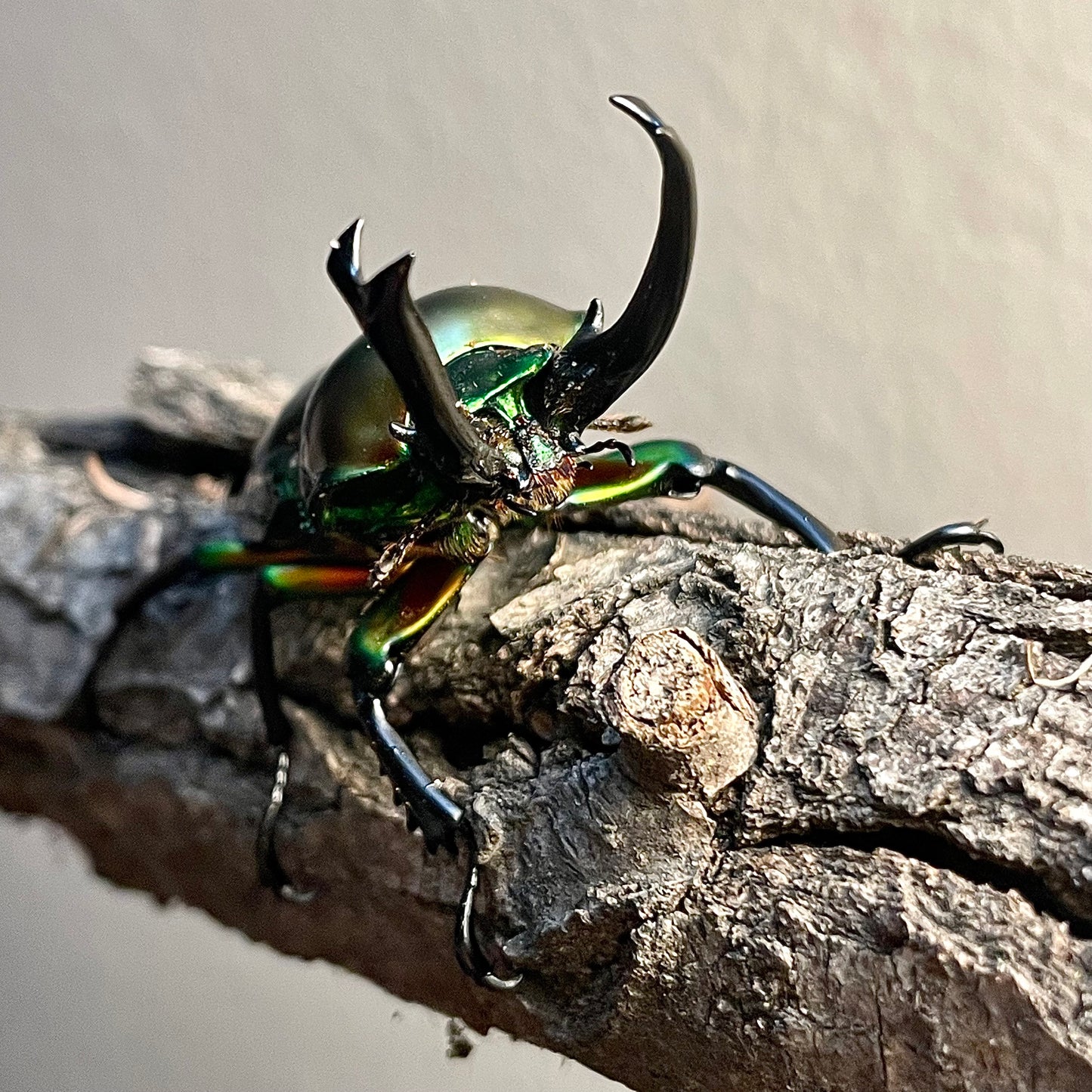 LARVAE: Green Rainbow stag beetle (Phalacrognathus muelleri)