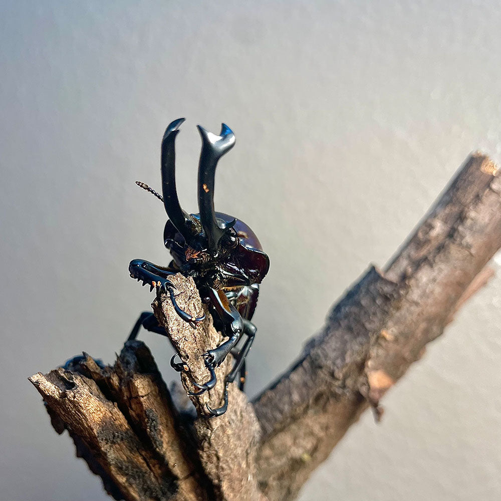 LARVAE: Purple Rainbow stag beetle (Phalacrognathus muelleri)