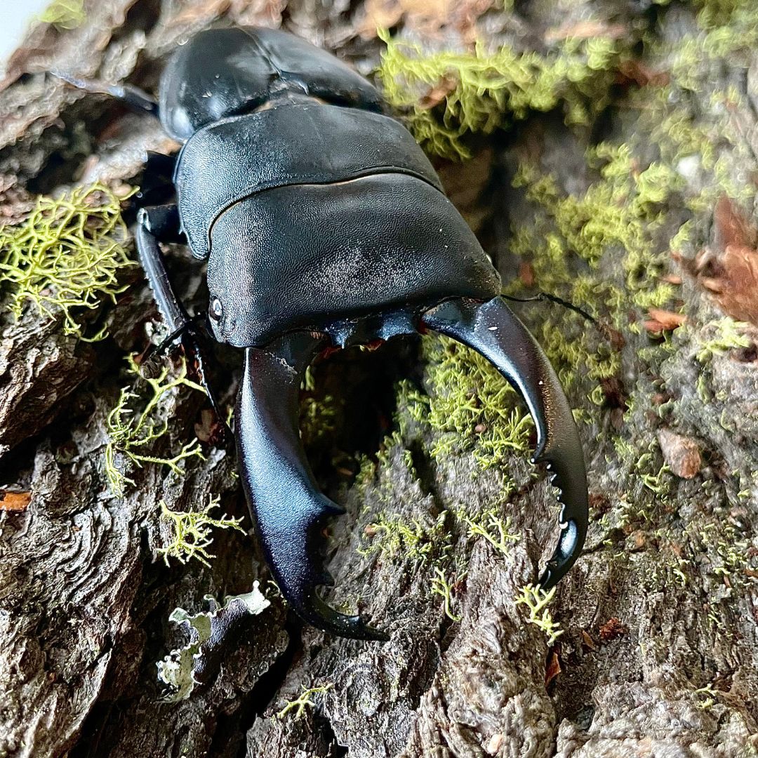 ADULT: (DTI) Dorcus Titanus Imperialis