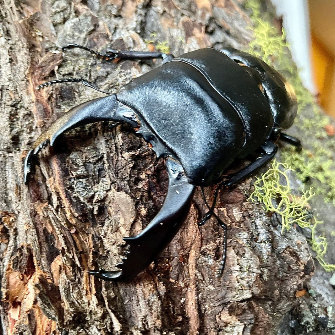 Be a Beetle Rearing Expert: The facts that you need to know! – Beetle Saga