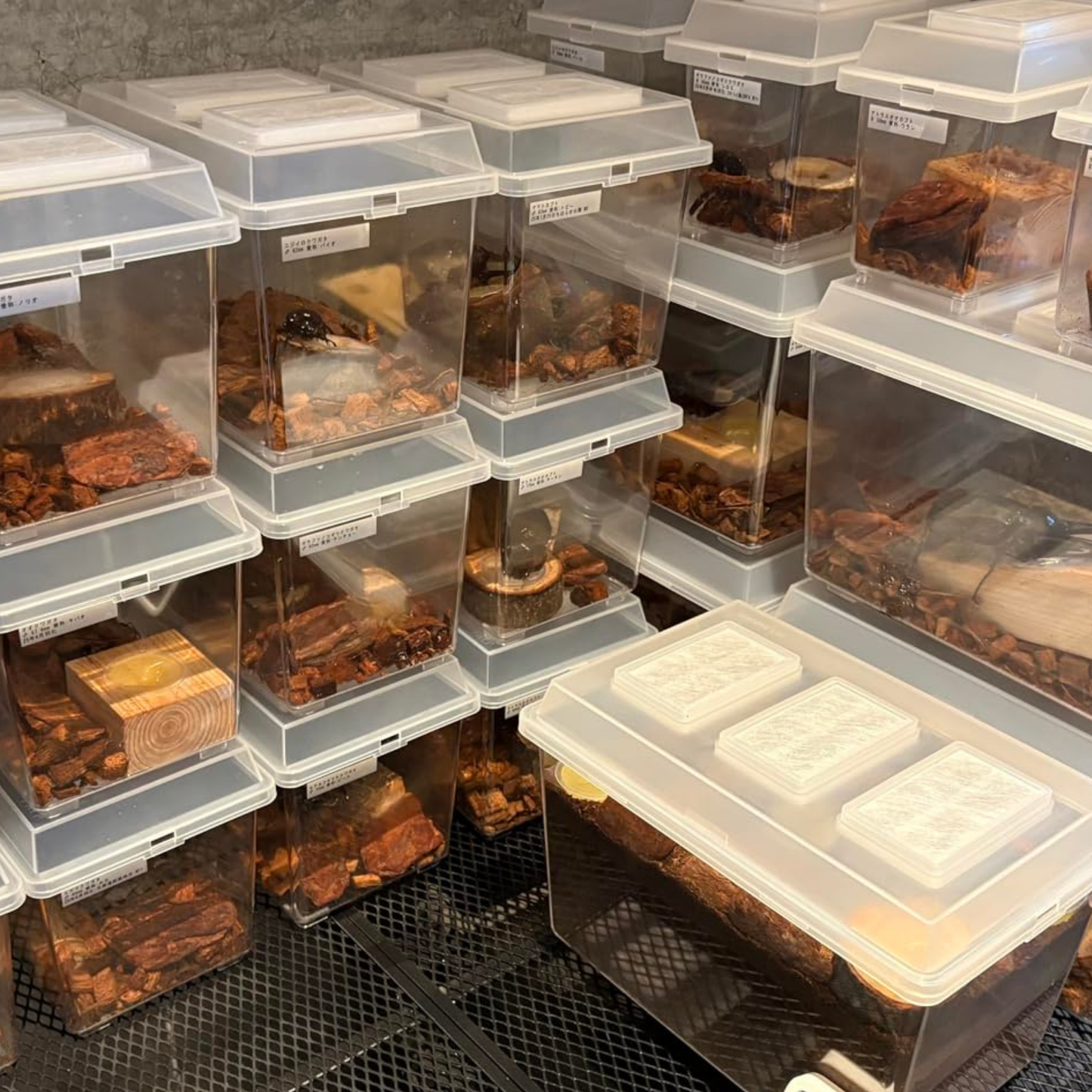 Anti-Gnat & Humidity Control Enclosure