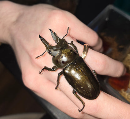 Allotopus Moellenkampi Moseri (Golden Stag Beetle)