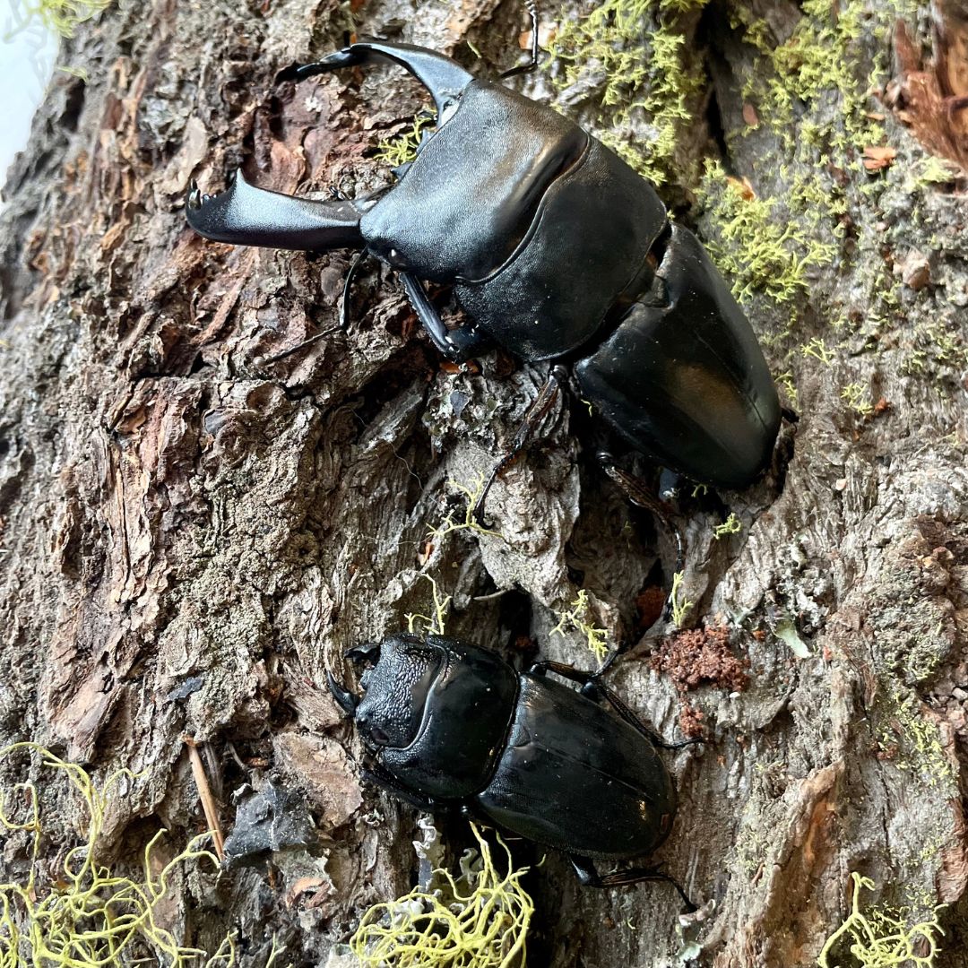 ADULT: (DTI) Dorcus Titanus Imperialis