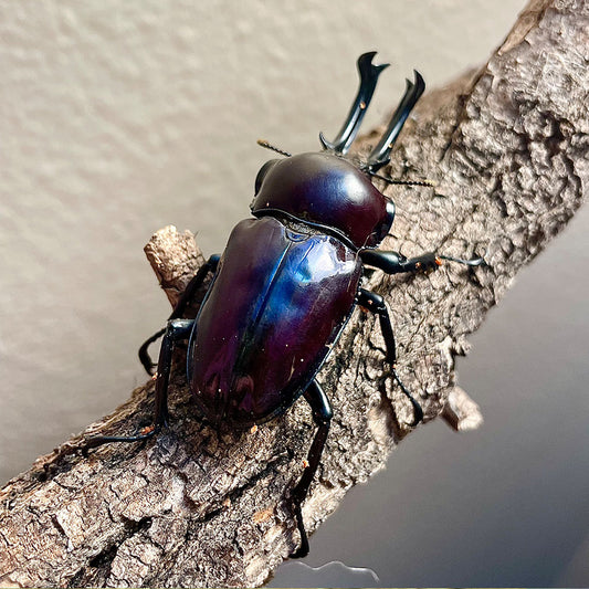 LARVAE: Purple Rainbow stag beetle (Phalacrognathus muelleri)