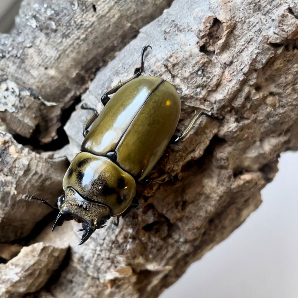 LARVAE: Allotopus Moellenkampi Moseri (The Golden Beetle)