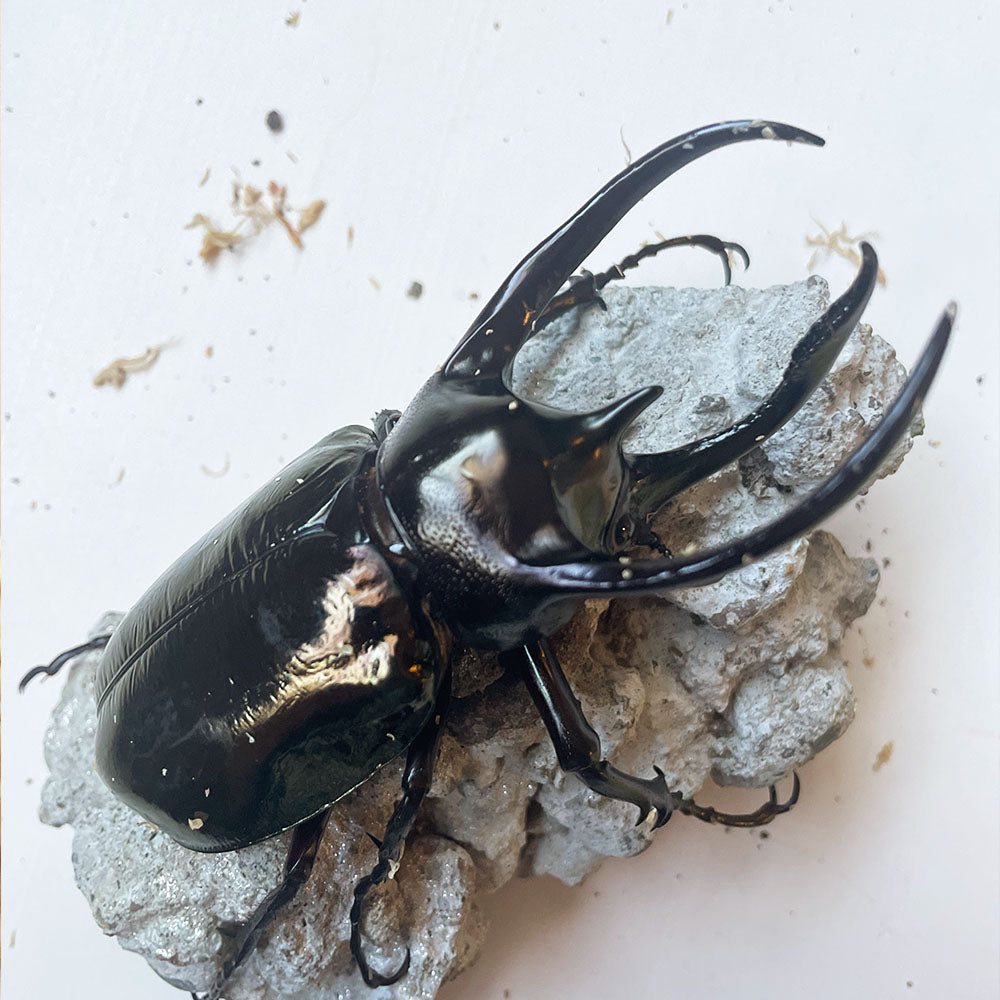 ADULT: (CAH) Chalcosoma Atlas Hesperus