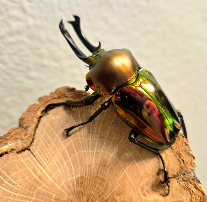 NEW ARRIVAL 🔥 LARVAE: Red Rainbow stag beetle (Phalacrognathus muelleri)