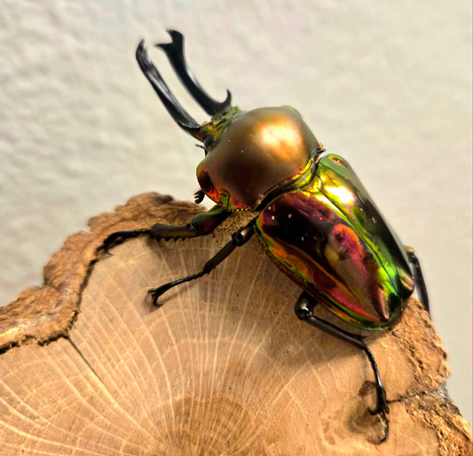 ADULT: Red Rainbow stag beetle (Phalacrognathus muelleri)