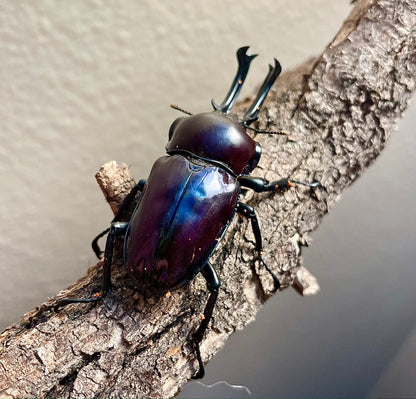 NEW ARRIVAL🔥: ADULT: Purple Rainbow stag beetle (Phalacrognathus muelleri)