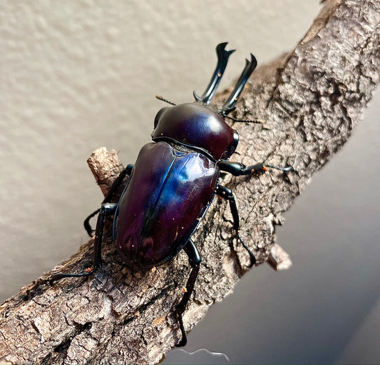 ADULT: Purple Rainbow stag beetle (Phalacrognathus muelleri)