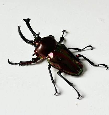 ADULT: Red Rainbow stag beetle (Phalacrognathus muelleri)