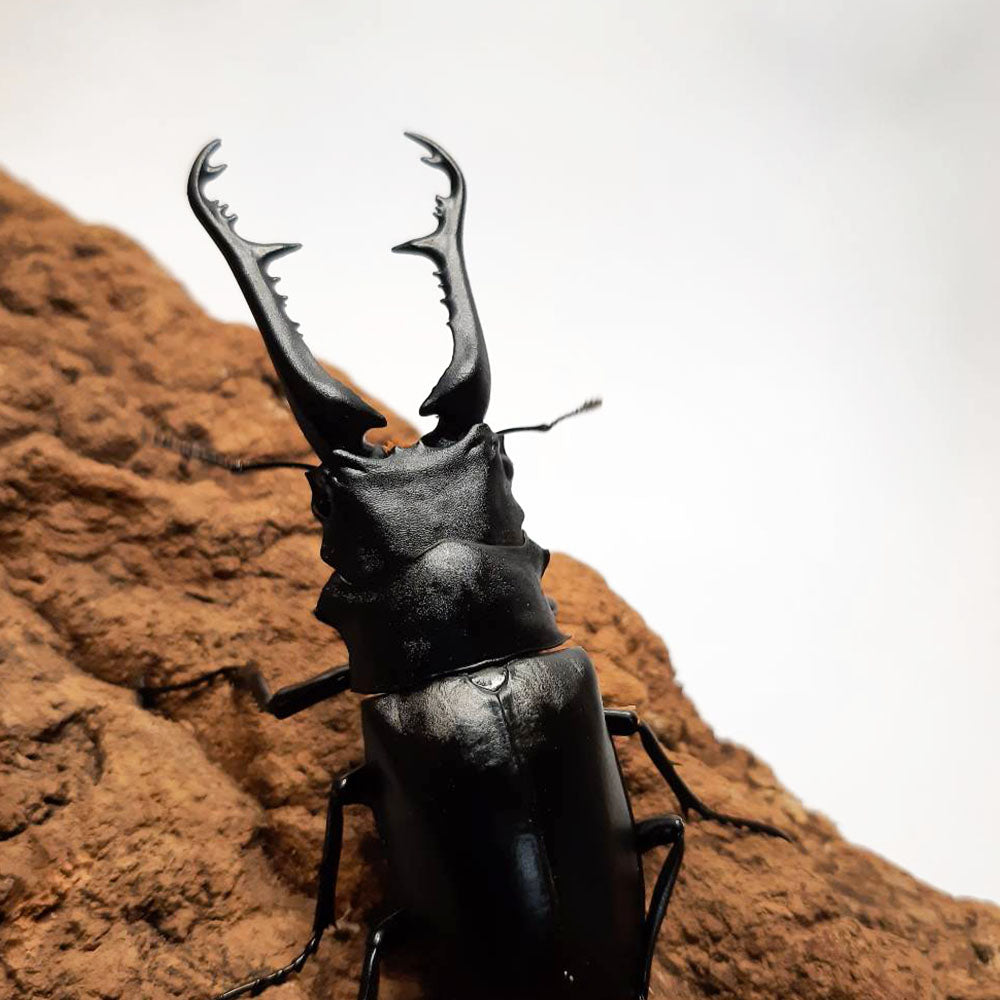 LARVAE: Prosopocoilus giraffa keisuke (Giraffe Stag Beetle)