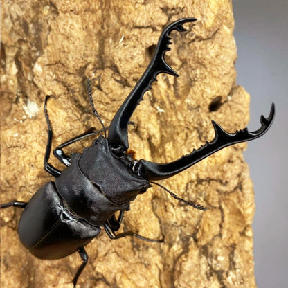 LARVAE: Prosopocoilus giraffa keisuke (Giraffe Stag Beetle)