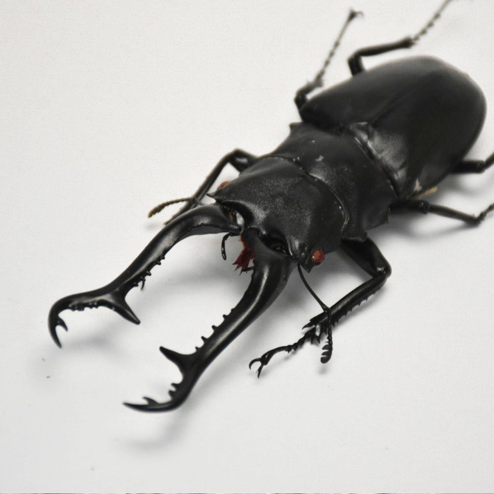 LARVAE: Prosopocoilus giraffa keisuke (Giraffe Stag Beetle)