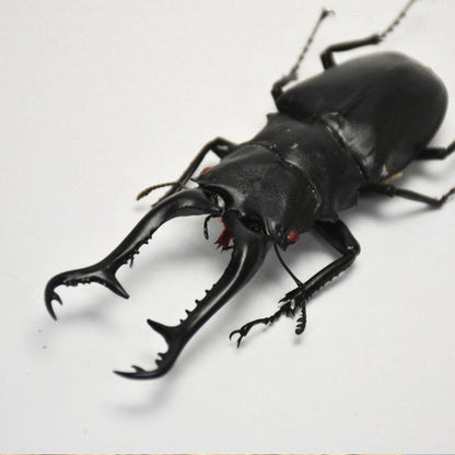 ADULT: Prosopocoilus giraffa keisuke (Giraffe Stag Beetle)