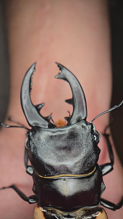 Emperor Stag Beetle (Odontolabis burmeisteri)