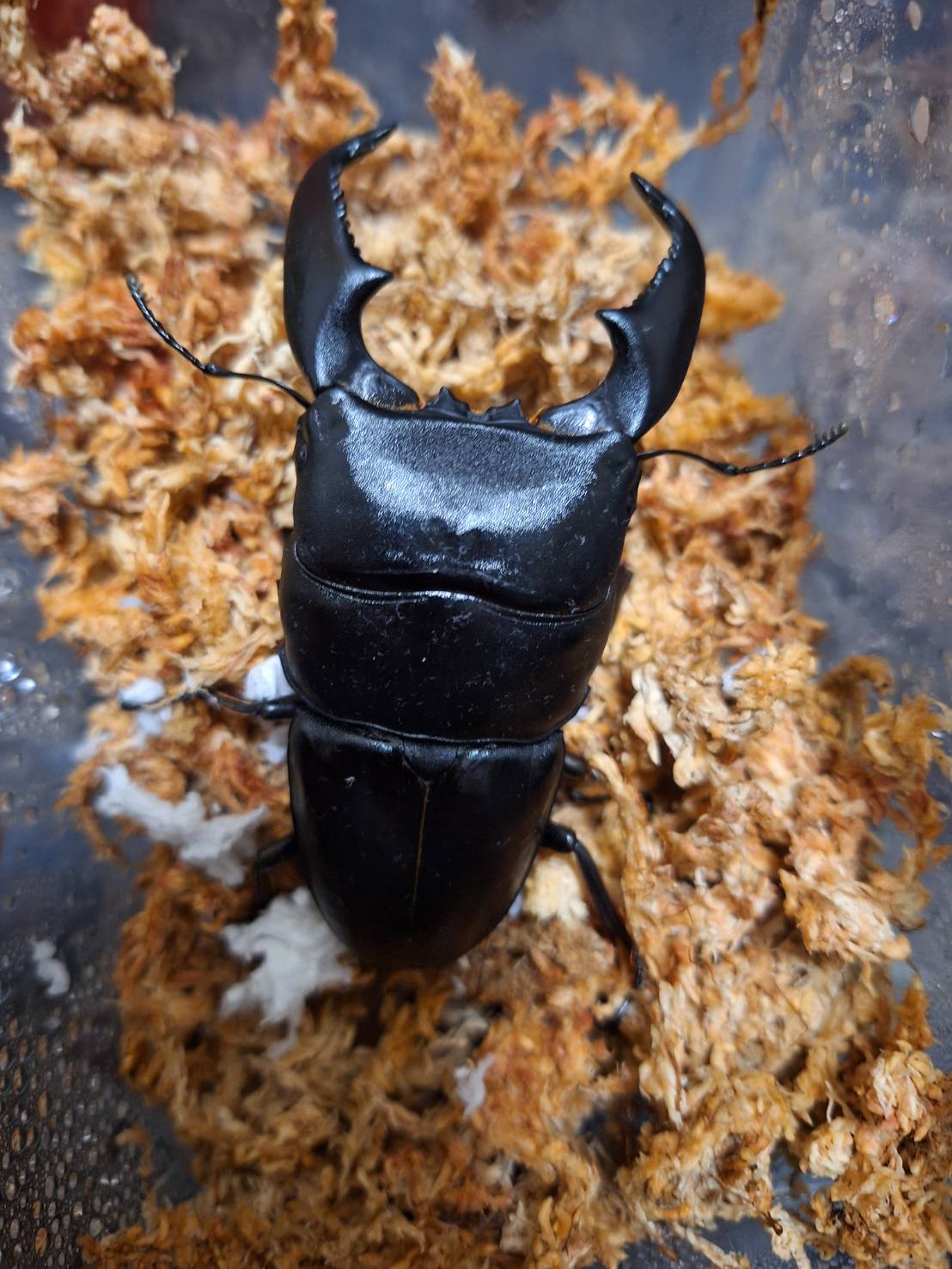 NEW ARRIVAL 🔥 LARVAE: (DTY) Dorcus Titanus Yasuokai