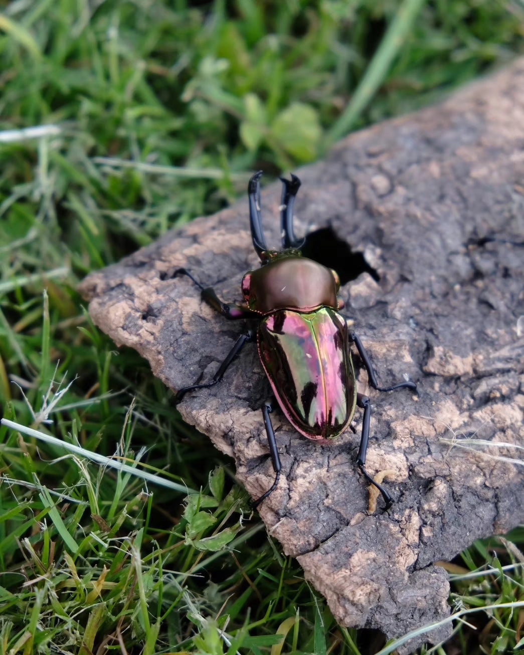 NEW ARRIVAL 🔥 LARVAE: Red Rainbow stag beetle (Phalacrognathus muelleri)