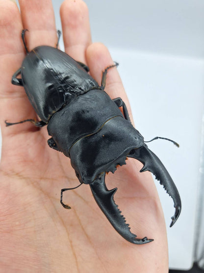 Dorcus Ii ADULT: Dorcus Titanus Palawanicus (DTP) – Beetle Saga