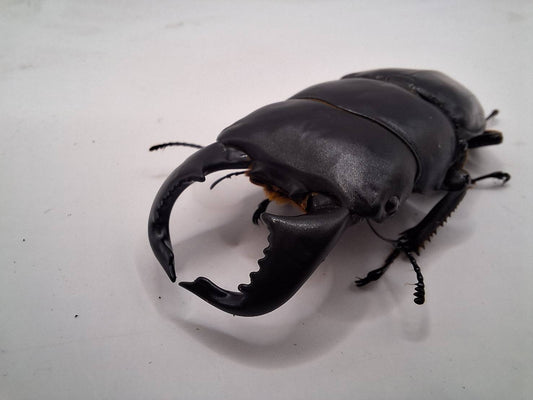 ADULT: Dorcus Bucephalus
