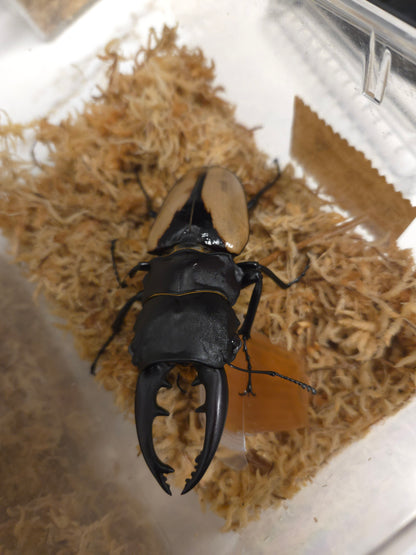 Emperor Stag Beetle (Odontolabis burmeisteri)