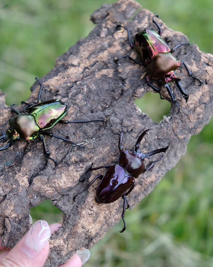 ADULT: Green Rainbow stag beetle (Phalacrognathus muelleri)