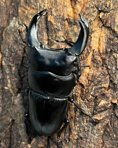 ADULT: Dorcus Hopei Hopei