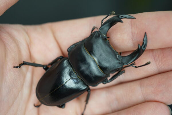 ADULT: Dorcus Hopei Hopei