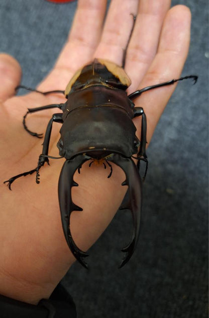 Emperor Stag Beetle (Odontolabis burmeisteri)